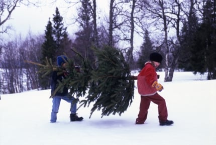 イケアのクリスマスツリーは“本物のモミの木”！至れり尽くせりの「回収サービス」も