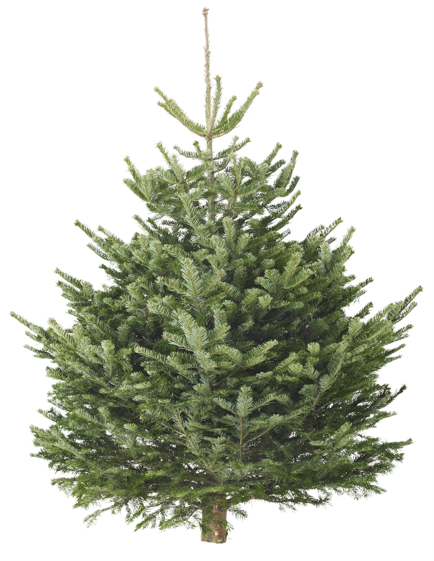 イケアのクリスマスツリーは“本物のモミの木”！至れり尽くせりの「回収サービス」も | ママスタセレクト