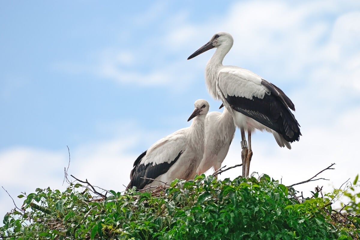 あの逸話の鳥は コウノトリ ではなかった 赤ちゃんを運ぶ 鳥 の正体とは ママスタセレクト