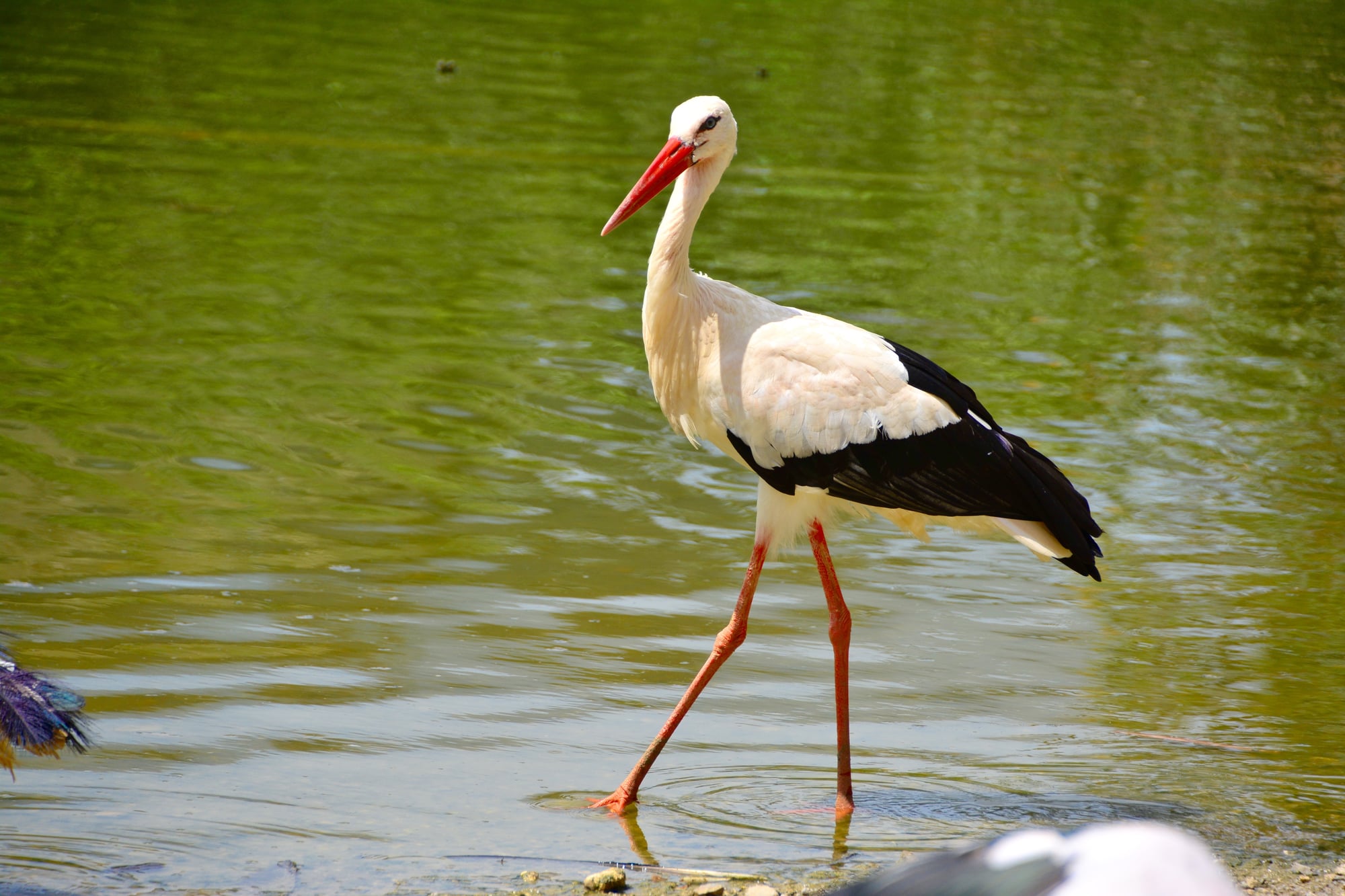 あの逸話の鳥は コウノトリ ではなかった 赤ちゃんを運ぶ 鳥 の正体とは ママスタセレクト