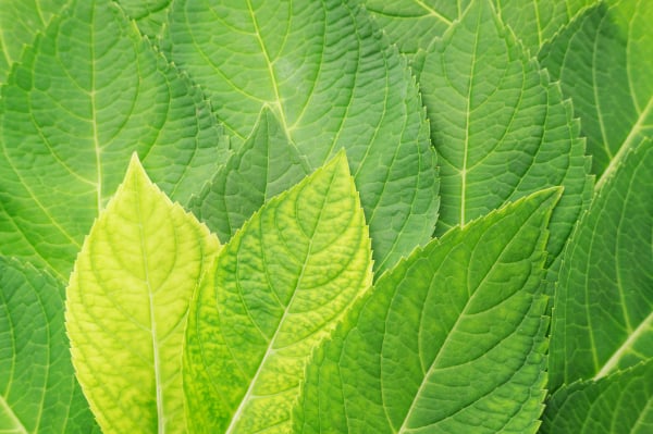 Green hydrangea leaf for a background.