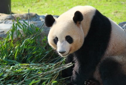 【全国版】2018年ゴールデンウィーク 入園料が無料になる動物園