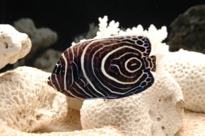 タテジマキンチャクダイの幼魚