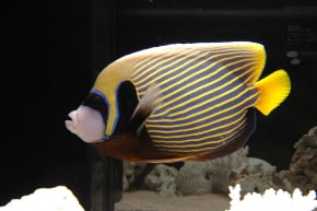 タテジマキンチャクダイの成魚