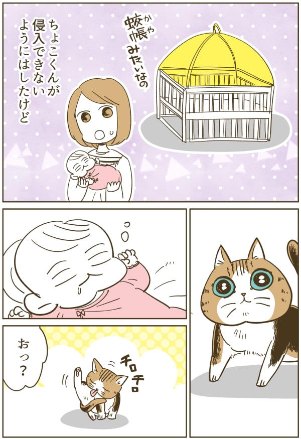 ちょこくんと誕生した娘 初めての対面 うちの猫ちょこくんシリーズ ママスタセレクト Part 3