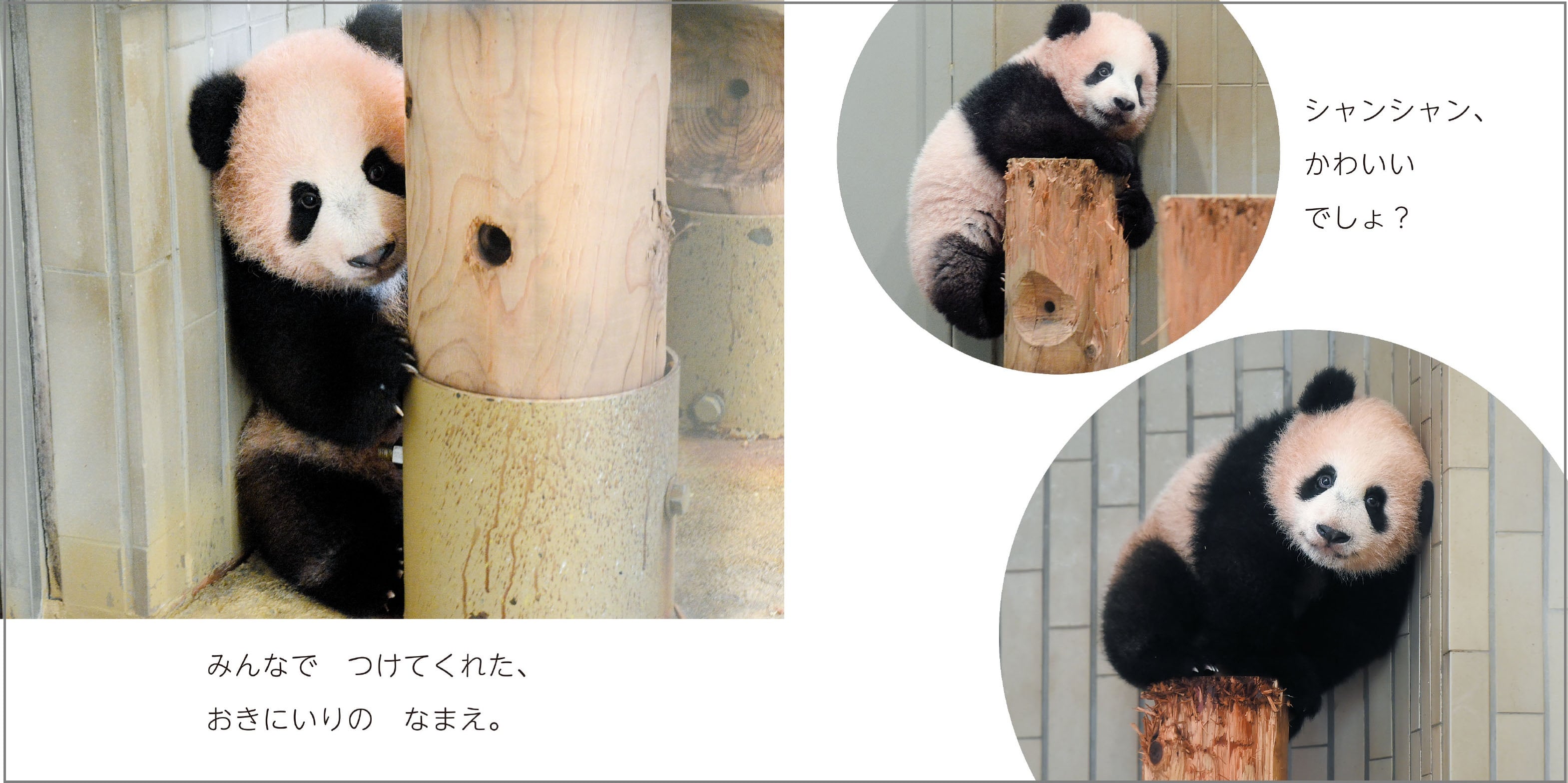 上野動物園のパンダ シャンシャン に癒される 絵本 だいすきシャンシャン と おでかけミニえほん とことこシャンシャン が18年6月12日に2冊同時発売 ママスタセレクト