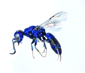 発見された新種未記載種 (C)三田敏治