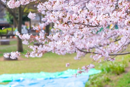 桜の開花宣言目前!花見の最新トレンドは子連れに嬉しい“インドア花見”