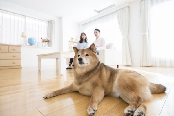 義母が旅行のために 犬アレルギーのある嫁に飼い犬を預けようとする みんなは旅行のときペットをどうしている Ameba News アメーバニュース