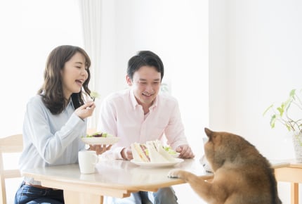 同じテーブルで犬と人間が食事をする義実家。生後6か月の赤ちゃんを連れて行きたくない