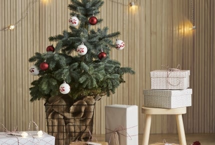 イケアの本物のクリスマスツリーが11月21日から販売スタート!6日間限定&子ども無料のビュッフェも