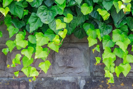 隣の家から植物のツルが伸びてきたら気になる?ママたちからは厳しい意見も!