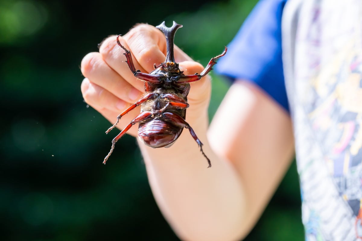 虫が苦手なママに カブトムシかクワガタが飼いたい と言い出した子ども 飼うときの約束事は ママスタセレクト