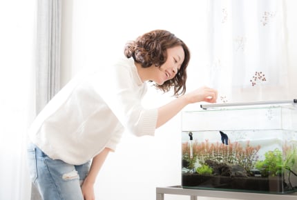 <親子で始めるアクアリウム生活>熱帯魚を飼いたい!なにから始めればいいの?どんな機材が必要なの?