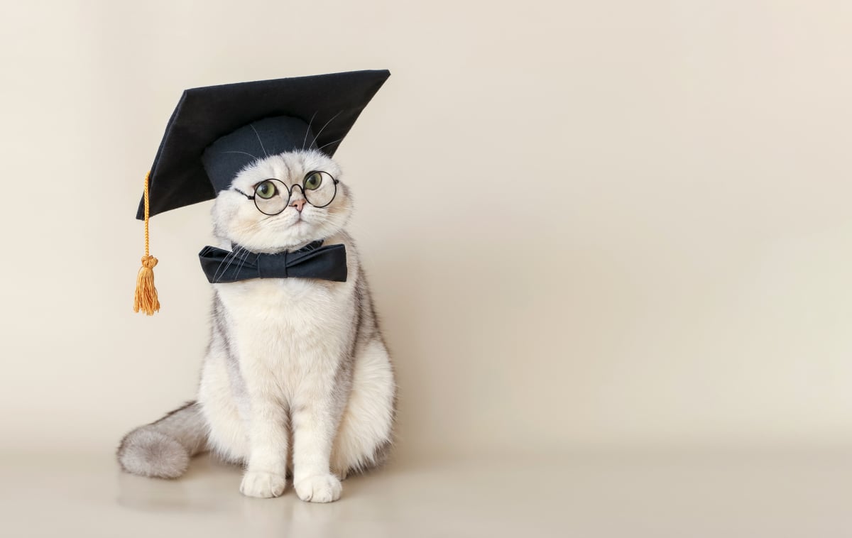 A white cat in a graduates hat and bow tie, sitting on a beige background