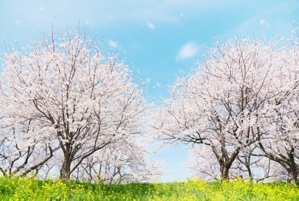 サクラサク？咲かなくても大丈夫！受験生母の心得