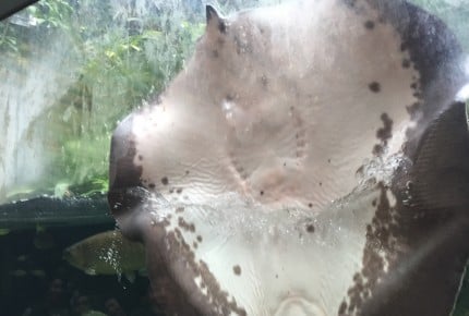 深海生物にタッチできるチャンス!“体感水族館”に出かけよう